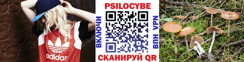 Купить закладки  Киренск  Псилоцибиновые грибы Cubensis 